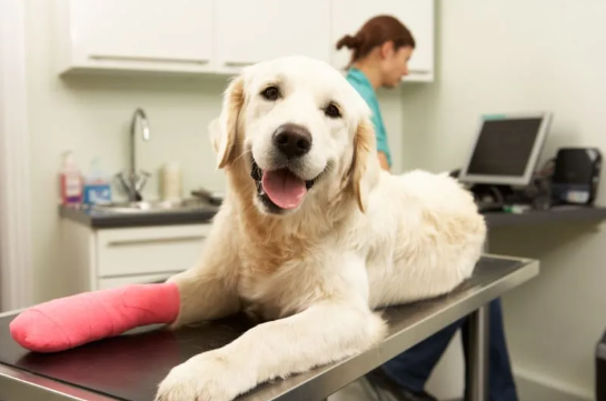 What to Look for in a Qualified Animal Surgeon for Your Pet